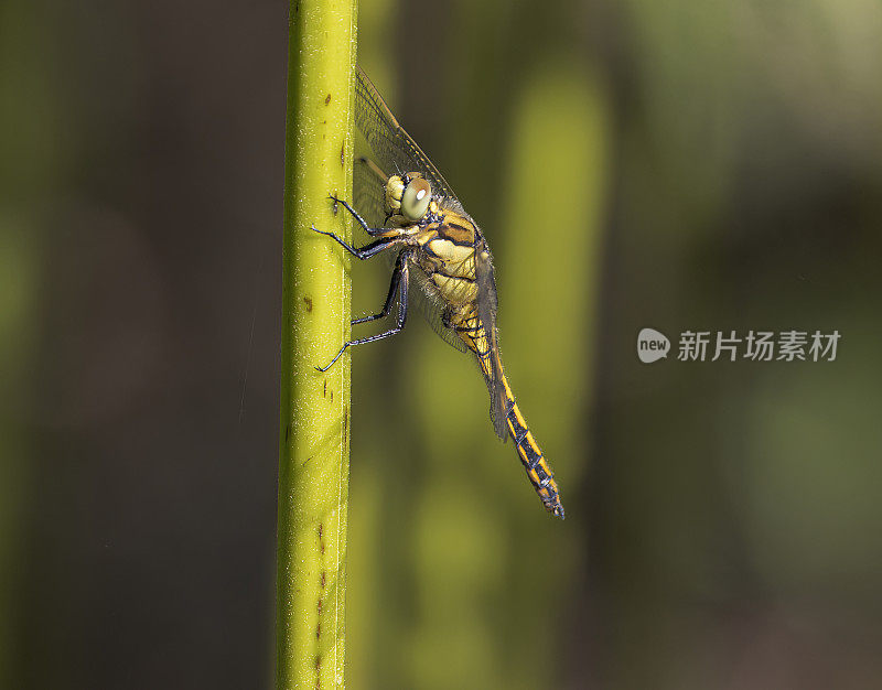 黑尾蜻蜓(Orthetrum cancellatum)